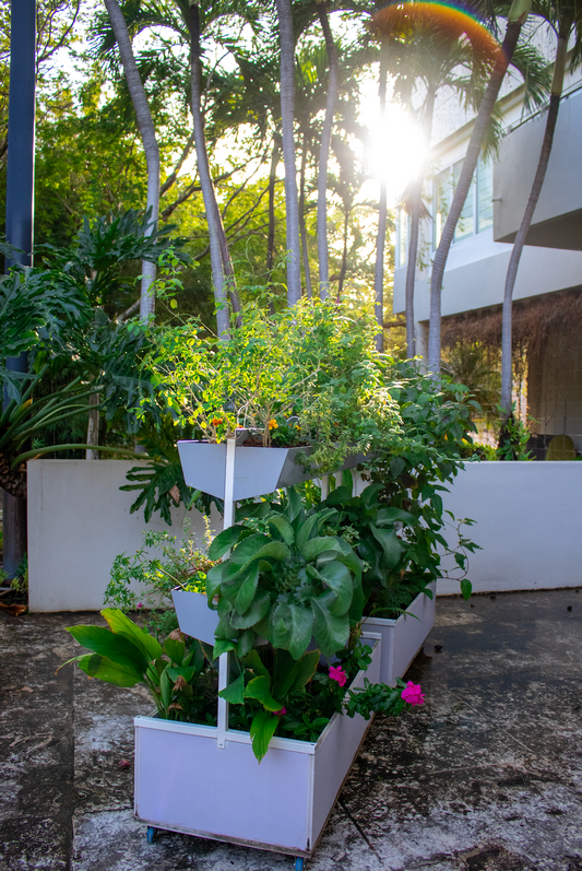 Plantitas en el Museo